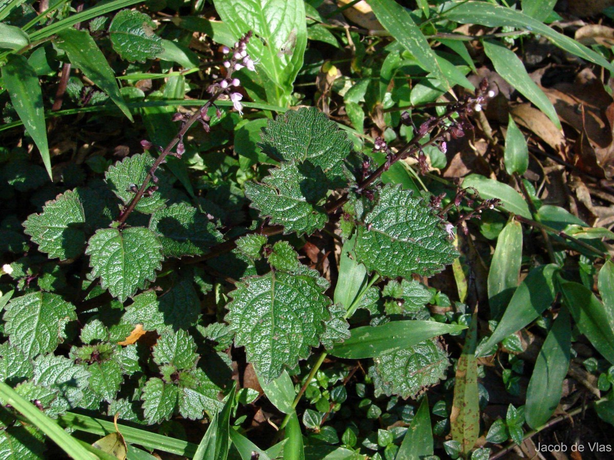 Plectranthus gardneri Thwaites